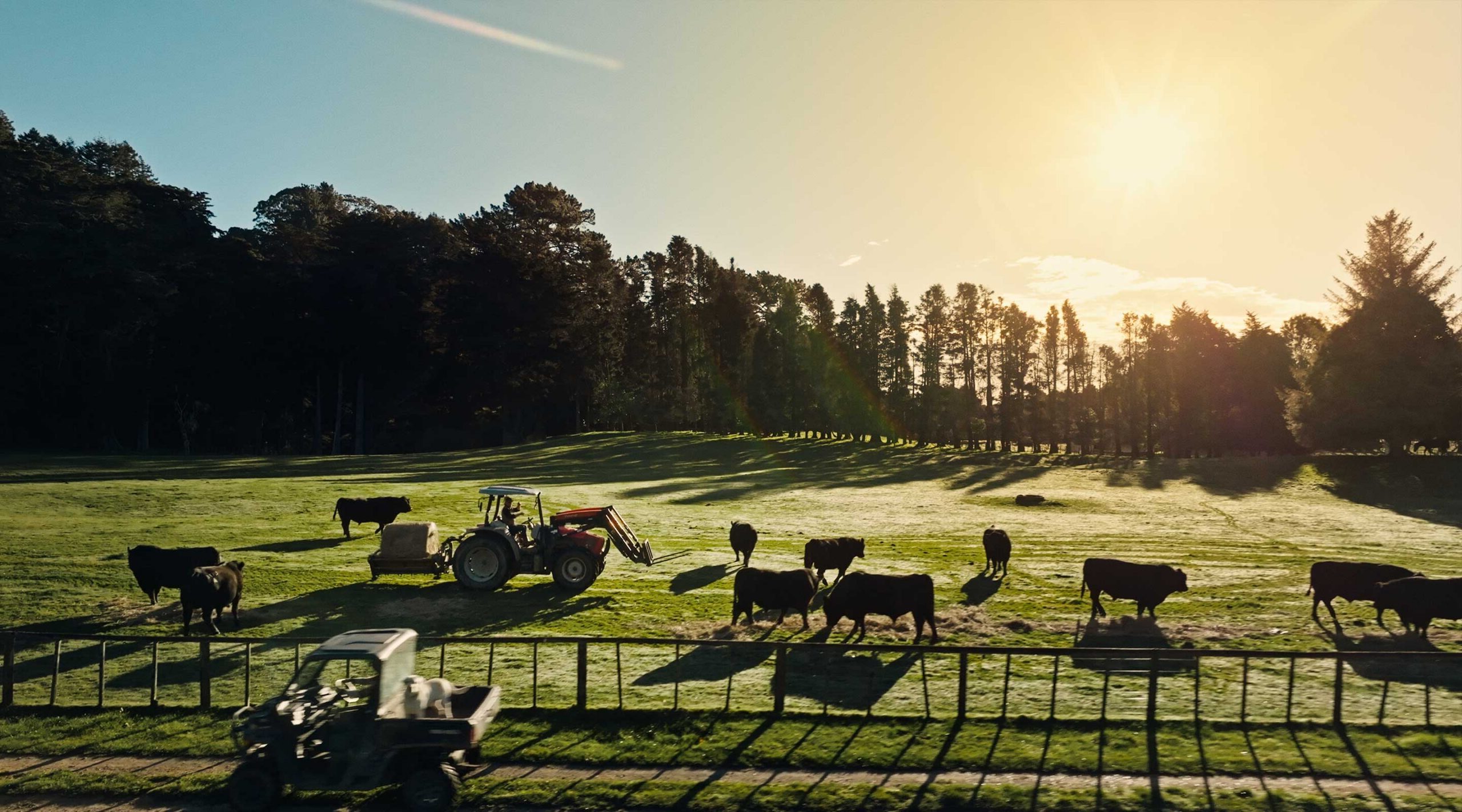 Farmer on tractor at sunrise feeding bulls