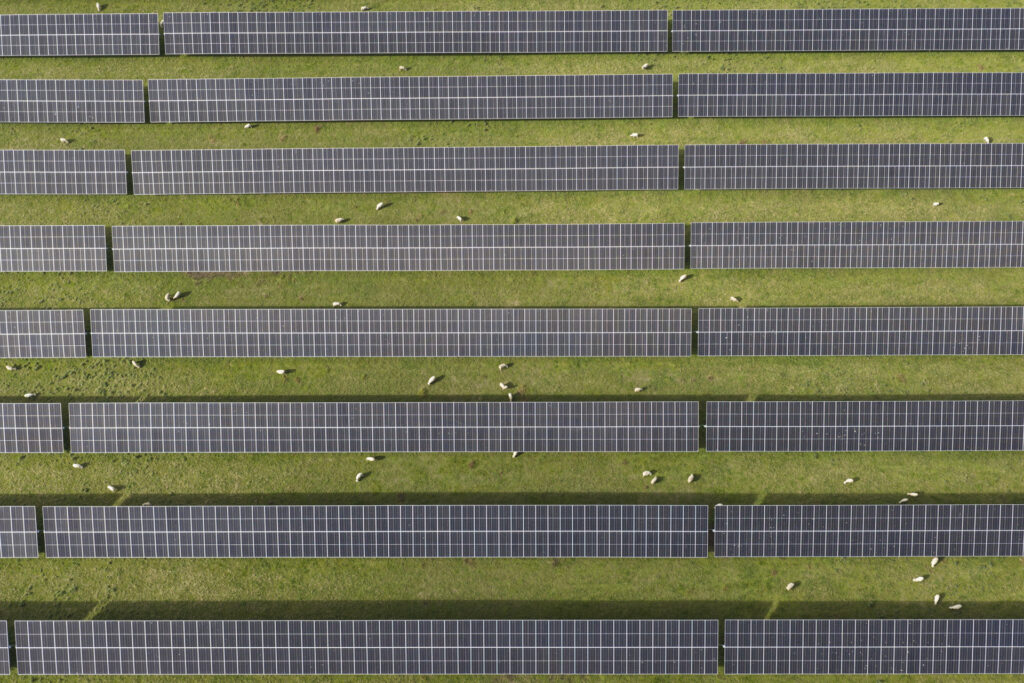 Sheep grazing around Lodestone Energy's Edgecumbe solar farm arrays