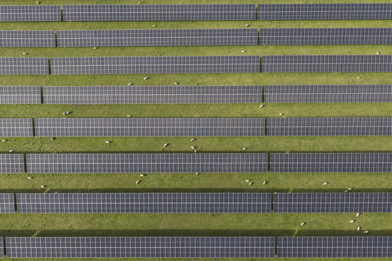 Sheep grazing around Lodestone Energy's Edgecumbe solar farm arrays
