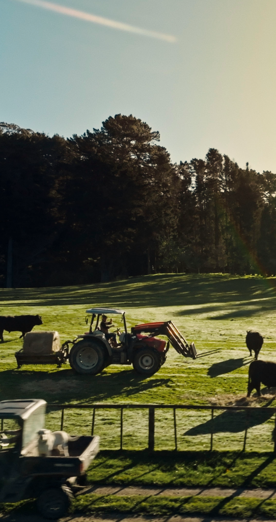 Farmer at sunrise feeding hay to bulls